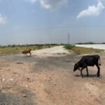 SITE 134 01 - Red Hills Chennai